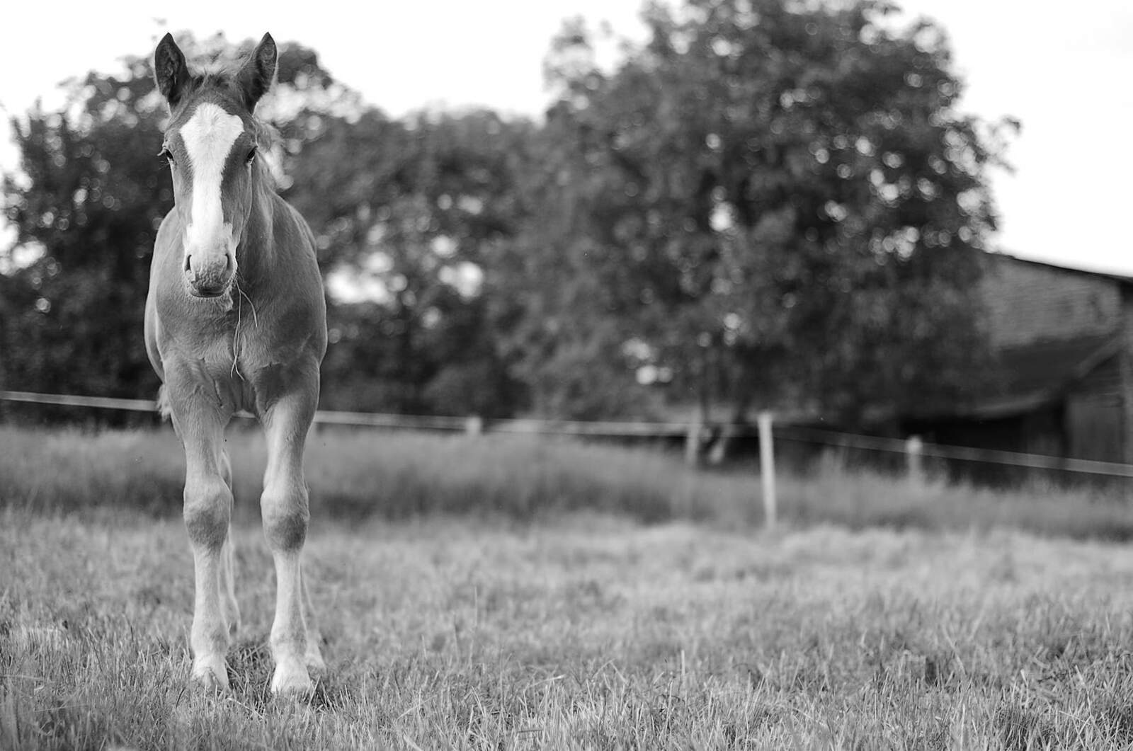 Horse in landscape