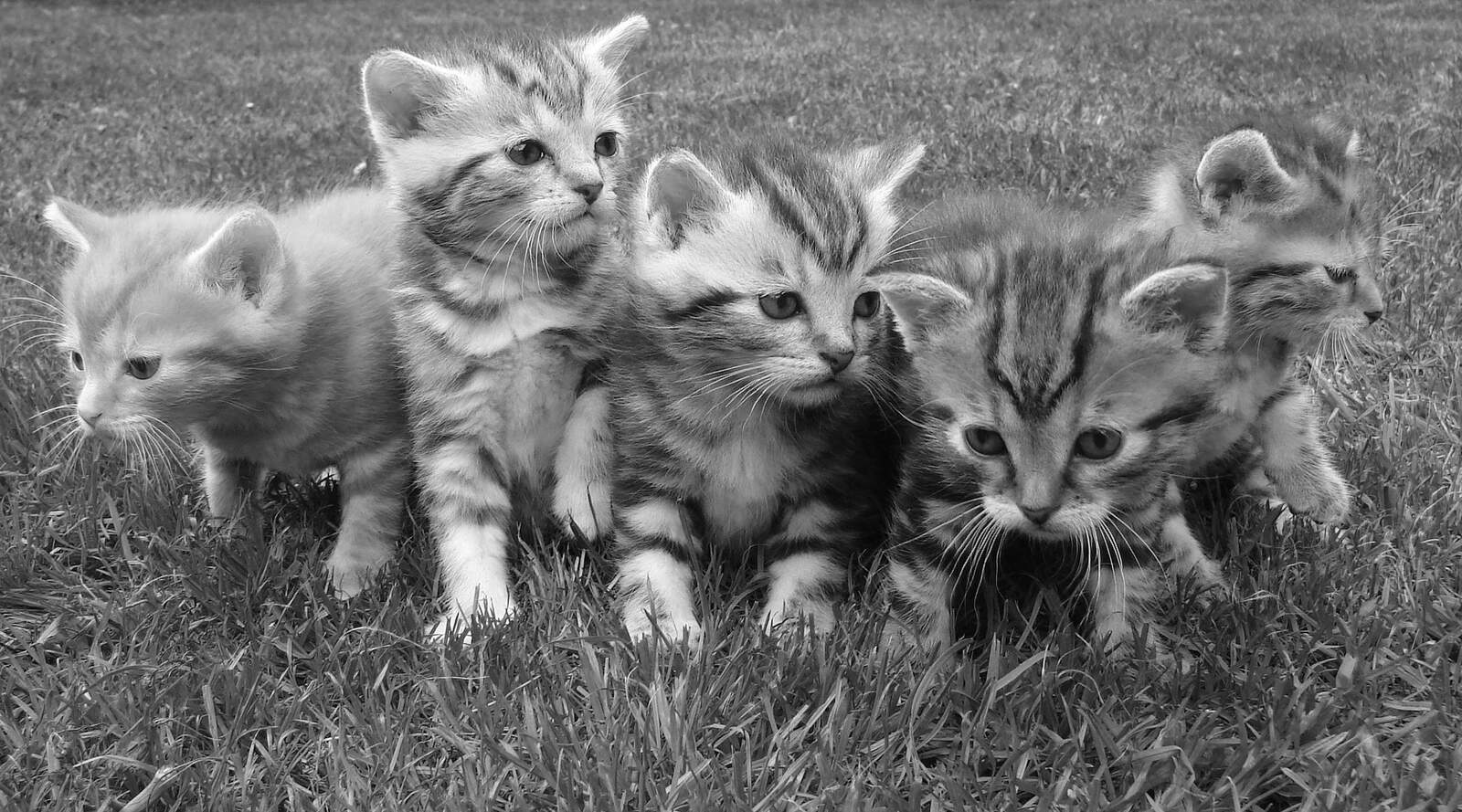 Kitten on grass