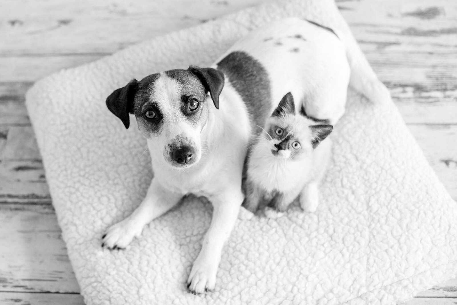 Hund und Katze