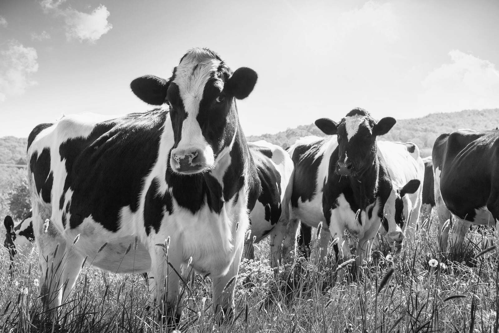 Cows on grass