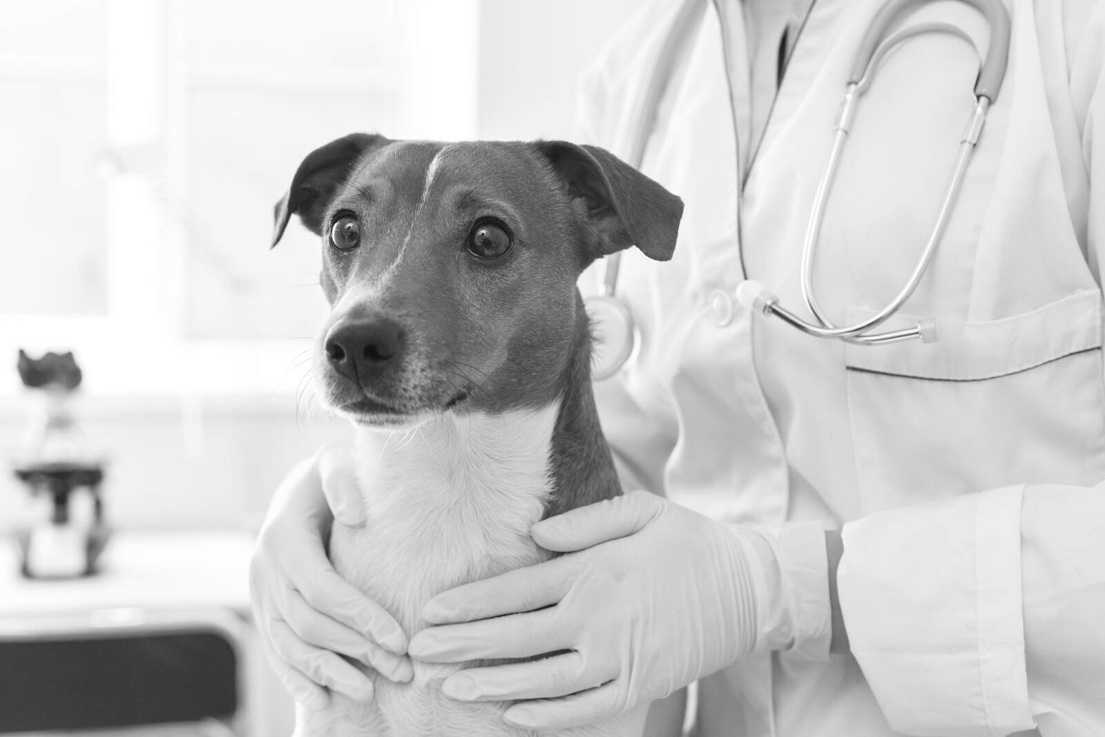 Dog and vet